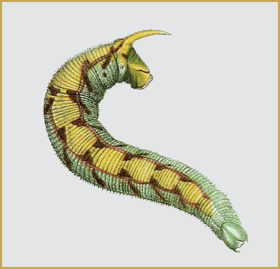 Full-grown larva of Polyptychus dentatus. Image: Butler, 1876