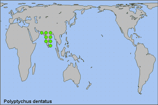 Global distribution of Polyptychus dentatus. Map: © NHMUK.