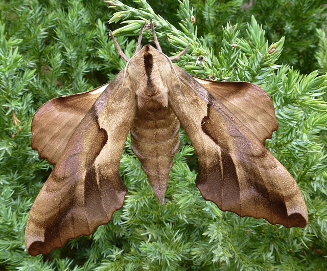 Female Phyllosphingia dissimilis dissimilis, China. Photo: © Tony Pittaway.