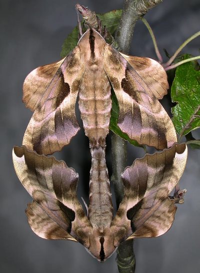 Pairing Phyllosphingia dissimilis dissimilis, China. Photo: © Mark Boddington.