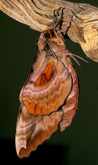 Male Phyllosphingia dissimilis dissimilis (underside), Jiucai Ling, Guizhou, China. Photo: © Viktor Sinjaev.