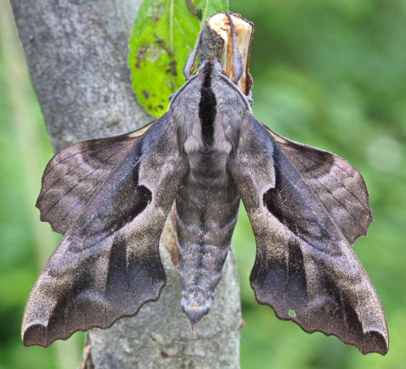 Male Phyllosphingia dissimilis dissimilis, Andreevka, Khasan District, Primorskiy Krai, Russian Far East, 3.07.2014. Photo: © Evgenij Komarov.