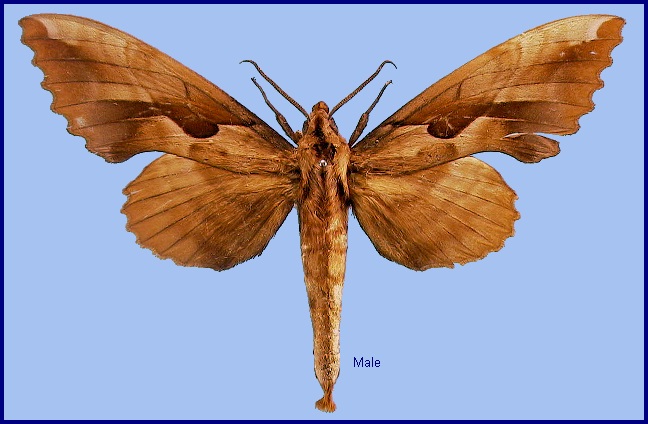 Male Phyllosphingia dissimilis dissimilis. Photo: © NHMUK