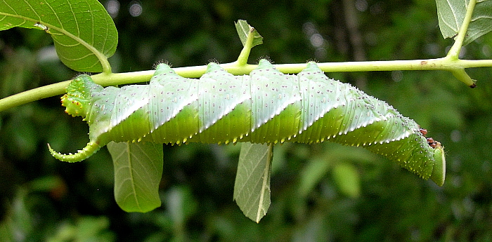 Full-grown larva of Phyllosphingia dissimilis dissimilis (normal green form), China. Photo: © Tony Pittaway