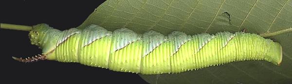 Full-grown larva of Phyllosphingia dissimilis dissimilis, China. Photo: © Stefan Wils