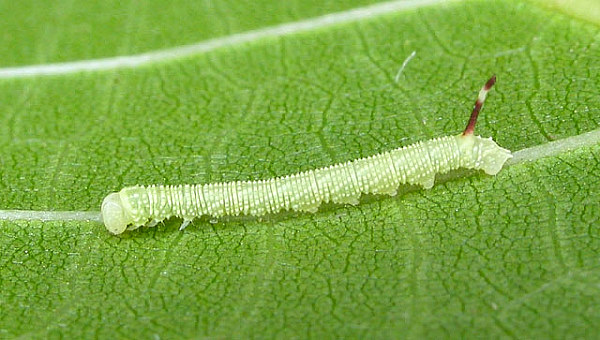 First instar larva of Phyllosphingia dissimilis dissimilis, China. Photo: © Mark Boddington