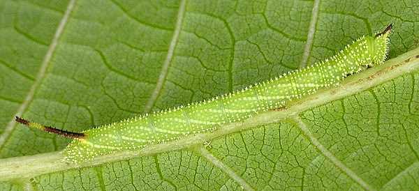 Second instar larva of Phyllosphingia dissimilis dissimilis, China. Photo: © Mark Boddington