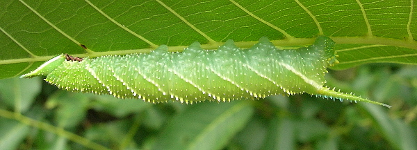 Fourth instar larva of Phyllosphingia dissimilis dissimilis, China. Photo: © Tony Pittaway.