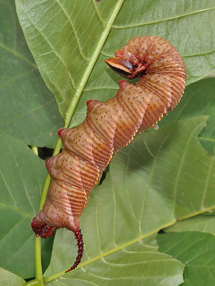 Final instar larva of Phyllosphingia dissimilis dissimilis (brown form) on Juglans regia, Haidian District, Beijing, China, 6.viii.2018. Photo: © Vyacheslav Ivonin & Yanina Ivonina