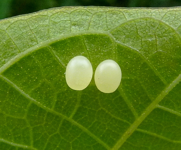 Eggs of Phyllosphingia dissimilis dissimilis, China. Photo: © Tony Pittaway