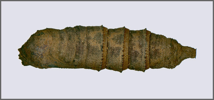 Pupa of Phyllosphingia dissimilis dissimilis, China.