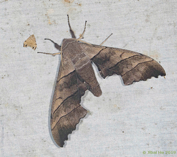 Male Polyptychus chinensis, Emei Shan, Sichuan, China, 12.vii.2018, 960m. Photo: © He JiBai.