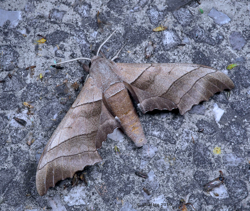 Male Polyptychus chinensis, Jiugongshan National Reserve, Xian'ning, Hubei Province, China, 540m, 10.vi.2019. Photo: © He JiBai, 2019.