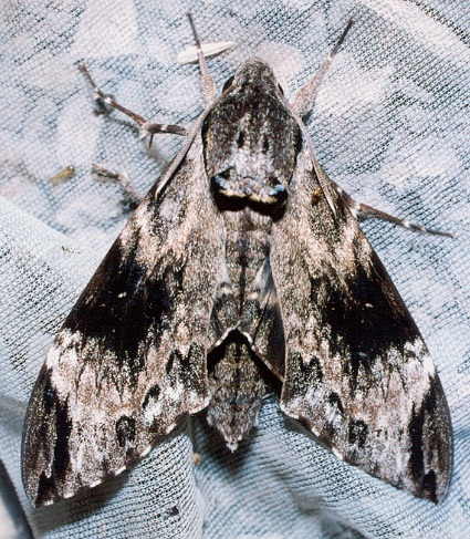 Adult Psilogramma increta (heavily marked), Thailand. Photo: © Ian Kitching