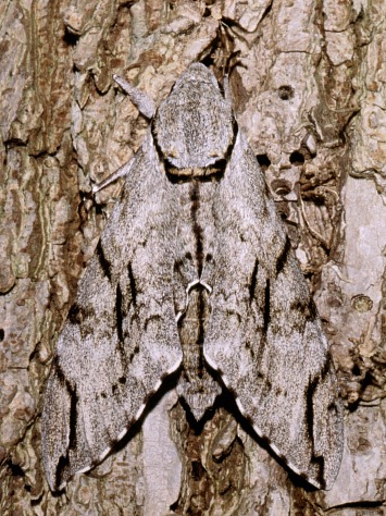 Adult male Psilogramma increta, Beijing, China. Photo: © Tony Pittaway