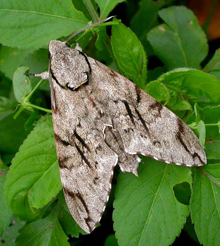 Adult Psilogramma increta, Taiwan. Photo: © Felix Lin.