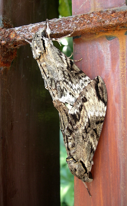 Mating pair Psilogramma increta, Hangzhou, Zhejiang, China, 17.v.2012. Photo: © Tony Pittaway