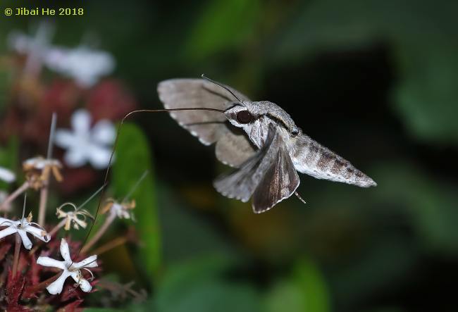 Feeding Psilogramma increta, Wuhan, Hubei, China, x.2018. Photo: © He JiBai, 2018.