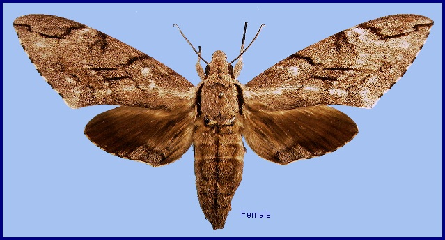 Female Psilogramma increta. Photo: © NHMUK