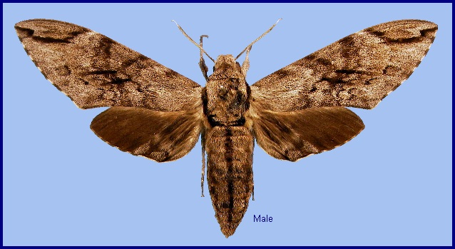 Male Psilogramma increta. Photo: © NHMUK