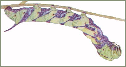 Full-grown mottled form larva of Psilogramma increta. Image: Mell, 1922b