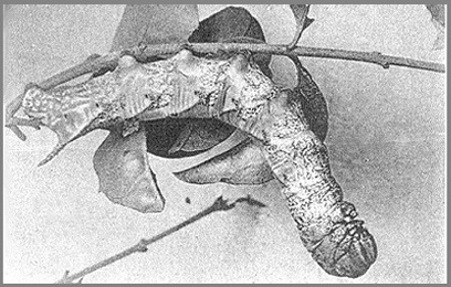 Full-grown brown form larva of Psilogramma increta. Photo: Mell, 1922b