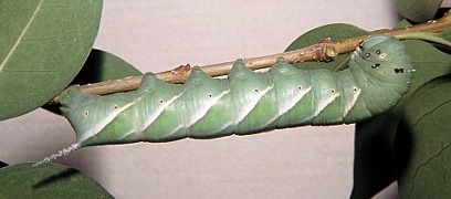 Full-grown grey-green form larva of Psilogramma increta, Beijing, China. Photo: © Tony Pittaway