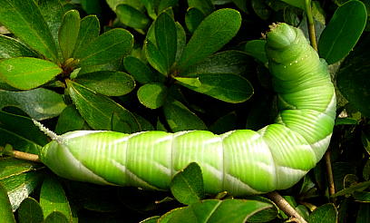 Full-grown green form larva of Psilogramma increta, Shanghai, China. Photo: © Tony Pittaway