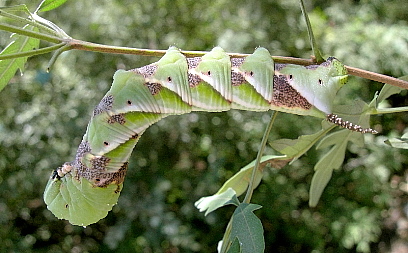 Last instar mottled form larva of Psilogramma increta, Beijing, China, 2.ix.2005. Photo: © Tony Pittaway