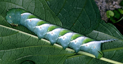 Last instar green form larva of Psilogramma increta, Taiwan. Photo: Felix Lin.