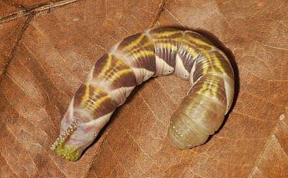 Pre-pupation final instar larva of Psilogramma increta, Singapore. Photo: © Leong Tzi Ming.