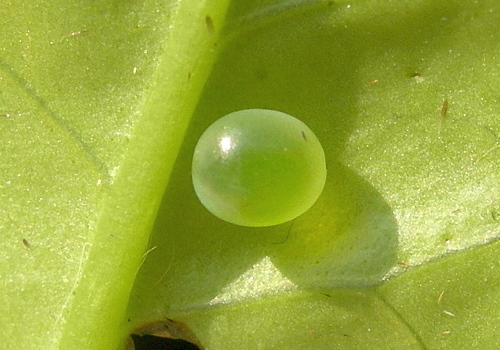 Newly-laid egg of Psilogramma increta, Hangzhou, Zhejiang, China. Photo: © Tony Pittaway