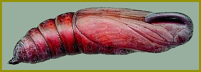 Pupa of Psilogramma increta, Chengde, Hebei, China. Photo: © Tony Pittaway