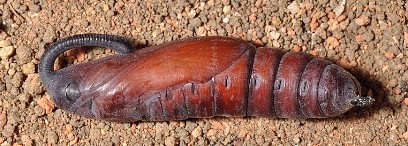 Pupa of Psilogramma increta (lateral view), Singapore. Photo: © Leong Tzi Ming.