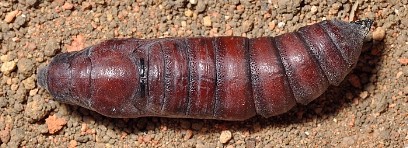 Pupa of Psilogramma increta (dorsal view), Singapore. Photo: © Leong Tzi Ming.