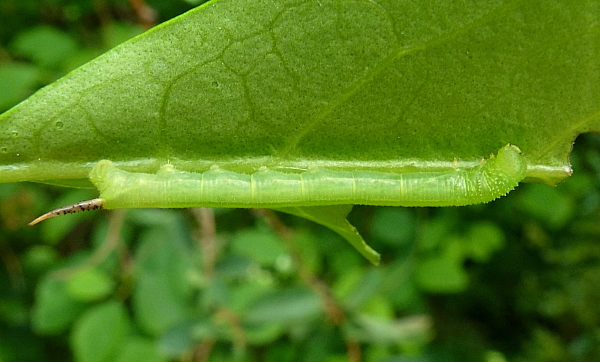 Second instar larva of Psilogramma increta, Hangzhou, Zhejiang, China. Photo: © Tony Pittaway
