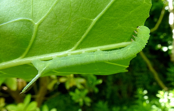 Third instar larva of Psilogramma increta, Hangzhou, Zhejiang, China. Photo: © Tony Pittaway