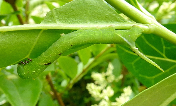 Early fourth instar mottled form larva of Psilogramma increta, Hangzhou, Zhejiang, China. Photo: © Tony Pittaway