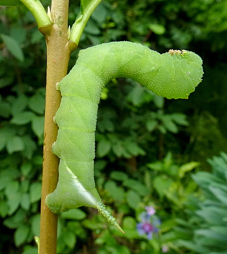 Late fourth instar larva of Psilogramma increta, Hangzhou, Zhejiang, China. Photo: © Tony Pittaway