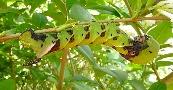 Early final instar mottled form larva of Psilogramma increta, Hangzhou, Zhejiang, China. Photo: © Tony Pittaway