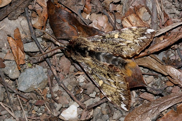 Male Pentateucha inouei, Taiwan. Photo: © Henry Tzuoo