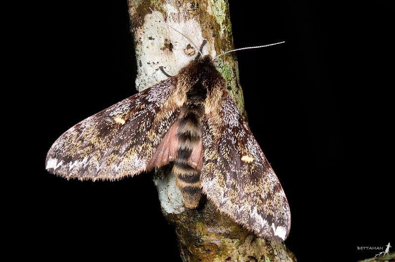 Female Pentateucha inouei, Fushan Botanical Garden (700m), Yilan Hsien, Taiwan. Photo: © Shipher Wu.