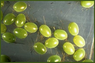 Eggs of Pentateucha inouei, Taiwan. Photo: © C.S. Lin