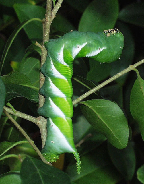 Full-grown green form larva of Psilogramma discistriga, Hong Kong, China. Image: © David Mohn.
