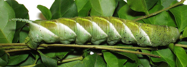 Full-grown pre-pupal green form larva of Psilogramma discistriga, Hong Kong, China. Image: © David Mohn.