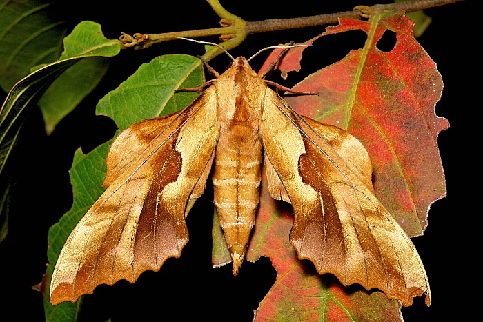 Male Phyllosphingia perundulans, Simao/Pu'er, Yunnan, China, 19.iii.2013. Photo: © John Horstman.