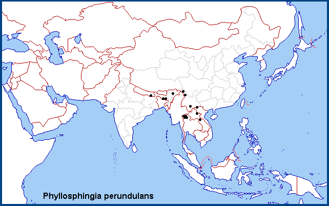 Global distribution of Phyllosphingia perundulans.