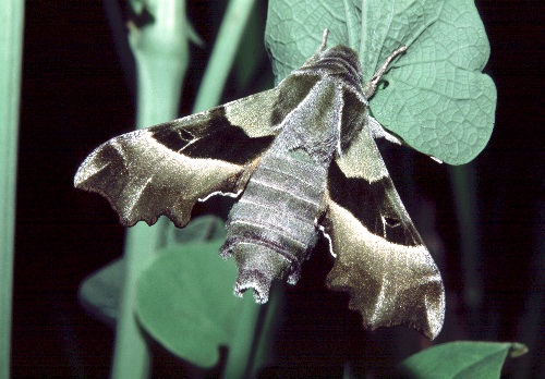 Adult Proserpinus proserpina, Provence, southern France. Photo: © Tony Pittaway.