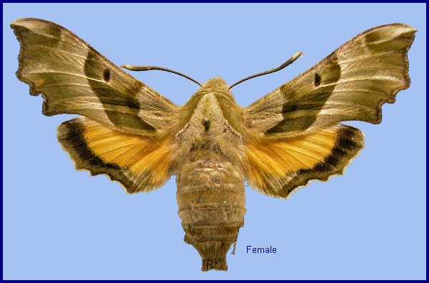 Female Proserpinus proserpina. Photo: © NHMUK