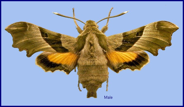 Male Proserpinus proserpina. Photo: © NHMUK